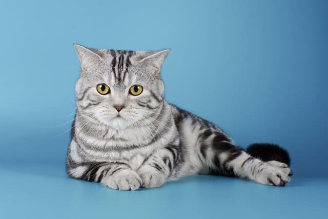 Скоттиш-страйт (шотландская прямоухая): обзор породы кошек с фото