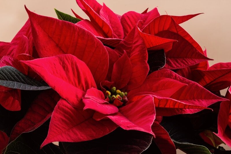 фото: pixabay.com