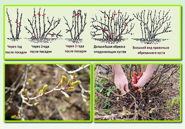 Как обрезать крыжовник осенью фото Чем подкормить смородину после плодоношения в июле? Как правильно обрезать садов