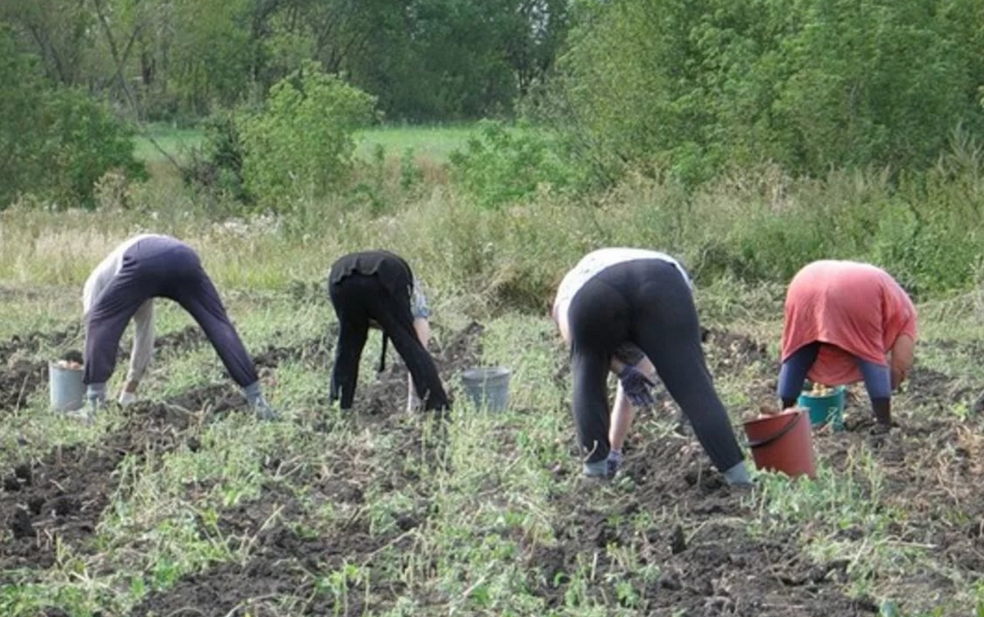 Копаем картошку картинки прикольные