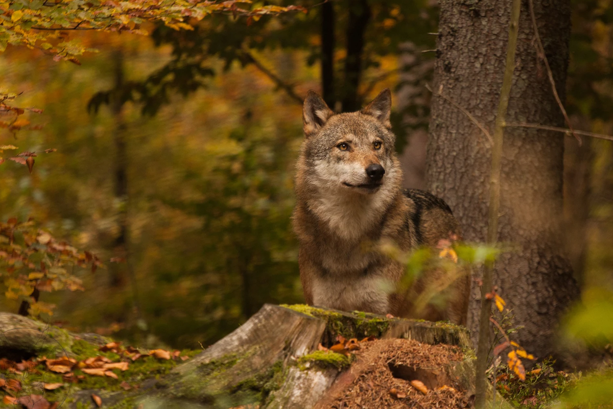 Фото Gabriela Šuterová