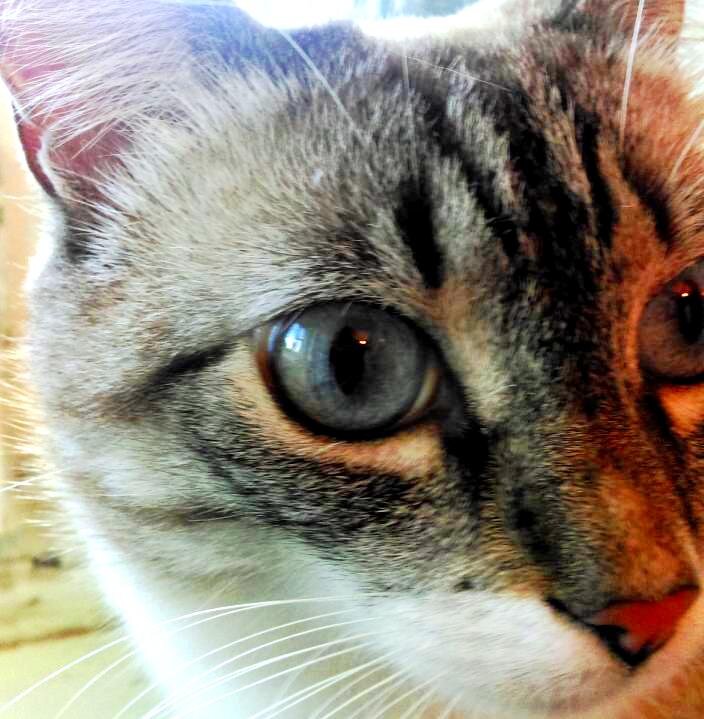 - Это какой-то пердимонокль!