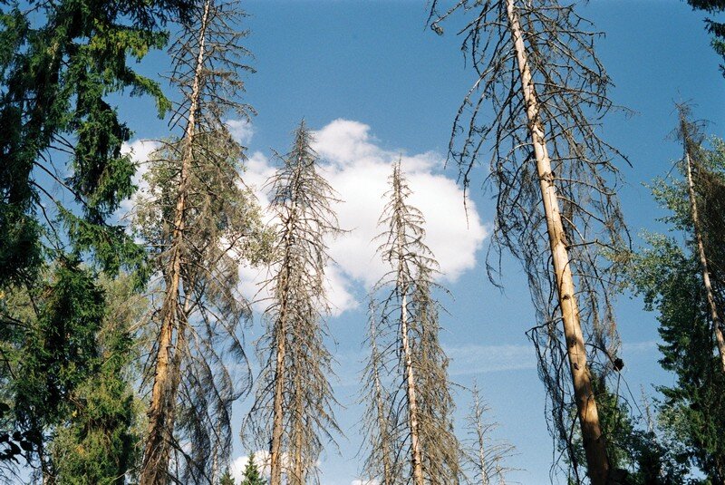 Мертвый лесной массив в Талаево