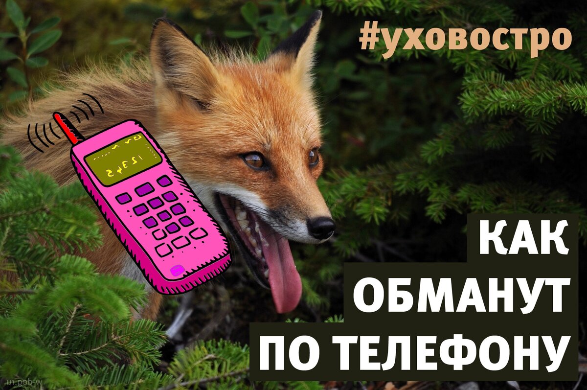 Ловим лис среди людей