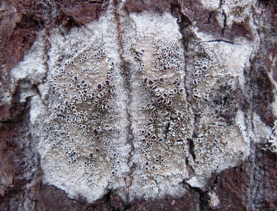 Лишайник Гематомма ветровая 