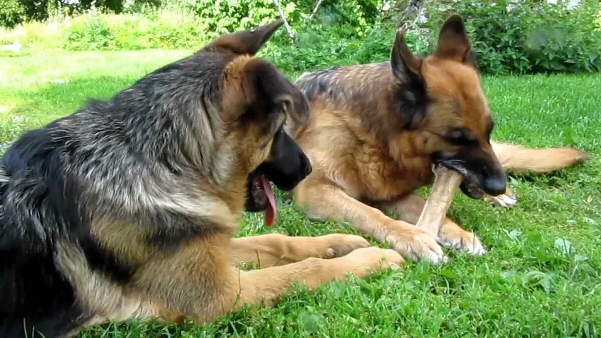 можно кости щенку овчарки