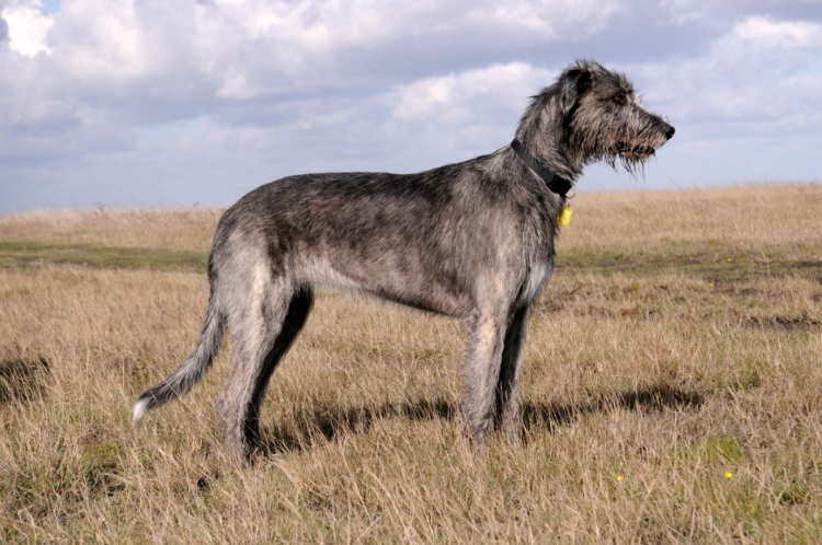 Лайк и подписка охотнику!  😎 😏