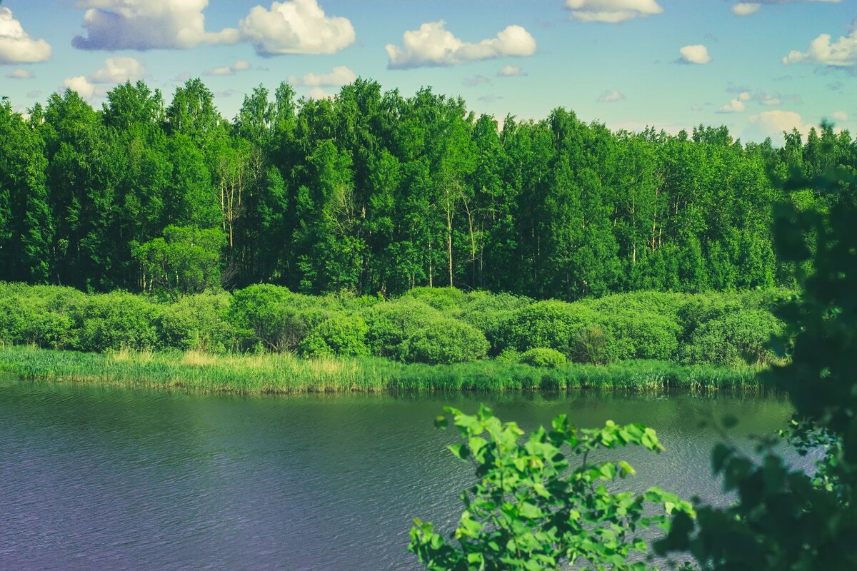 100 000 изображений по запросу Лес река доступны в рамках роялти-фри лицензии