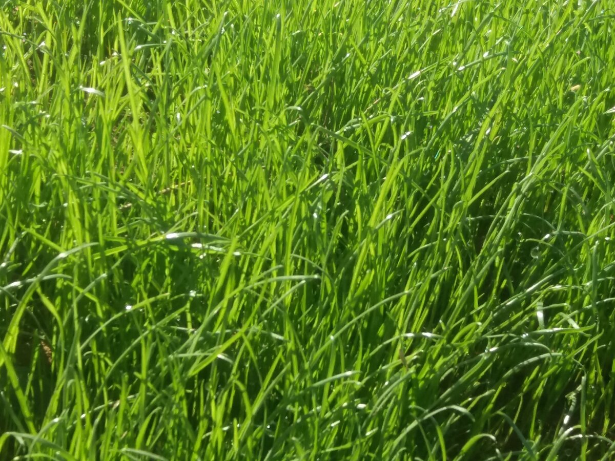 КАК ЭТОГО ДОСТИЧЬ ? КРАТКАЯ ИНСТРУКЦИЯ ДЛЯ НАШИХ ПОДПИСЧИКОВ: