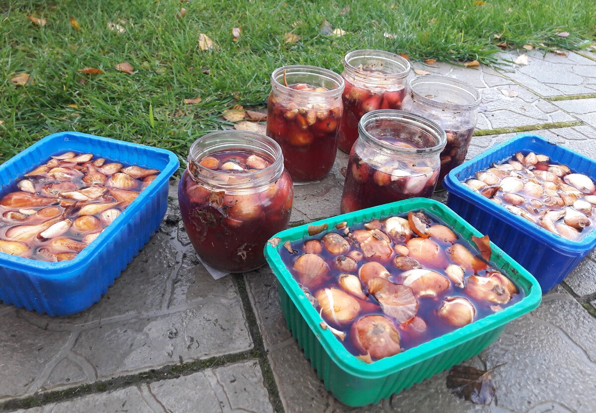 Марганцовка в огороде. Обработка клубней тюльпанов. Посадка тюльпанов в пластиковые бутылки. Обработка луковиц. Замачивание тюльпанов перед посадкой.