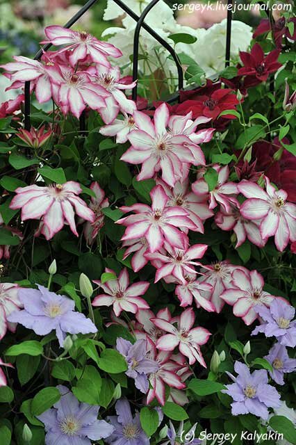 Клематис Picotee