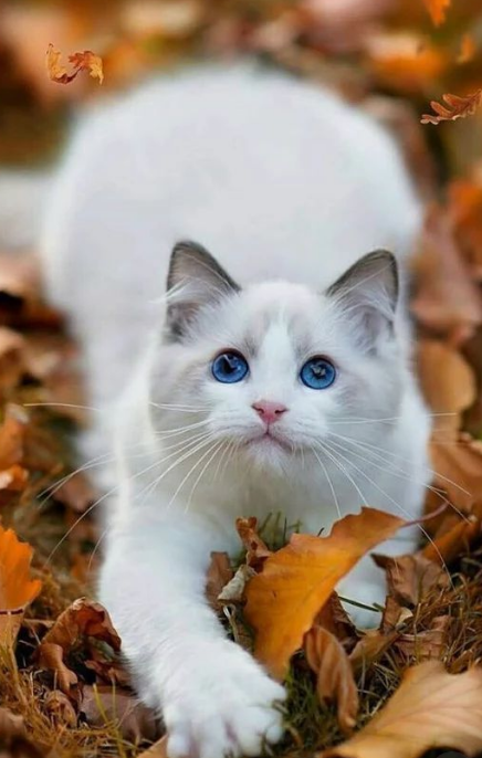 Листик, ты на меня хочешь упасть? Я тебя поймаю!