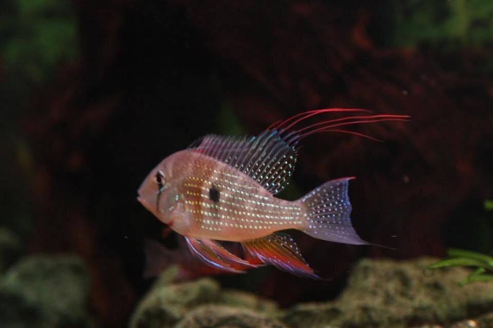 Acarichthis heckelii