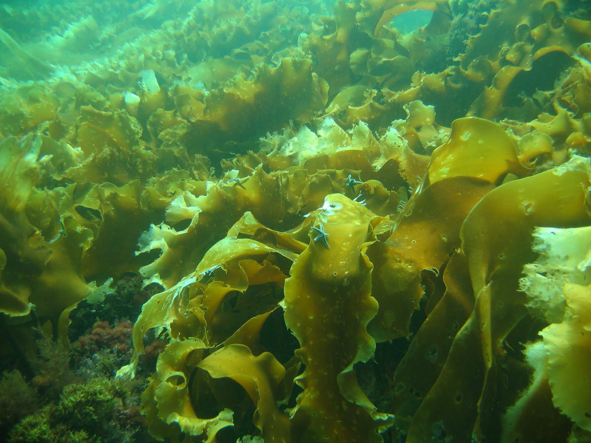 Морской ламинария бурая водоросль