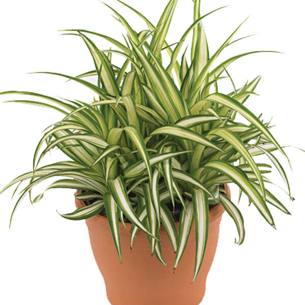 Хлорофитум (Chlorophytum Comosum)