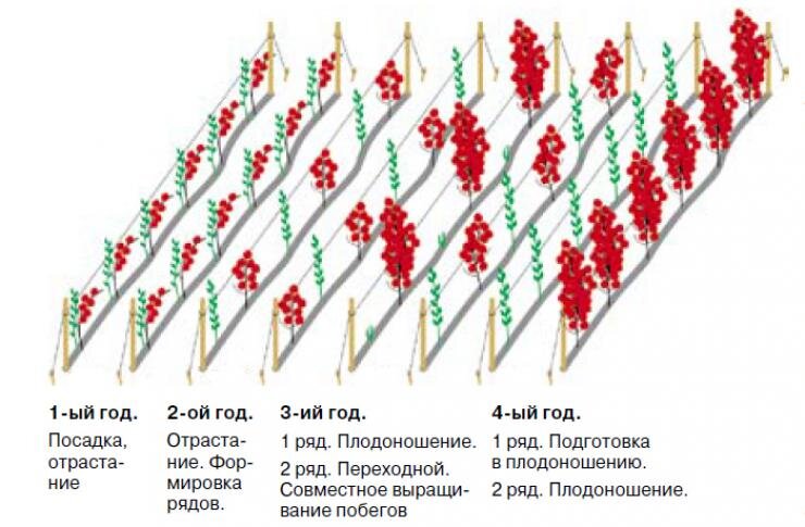 Схема посадки ремонтантной малины в открытом грунте весной