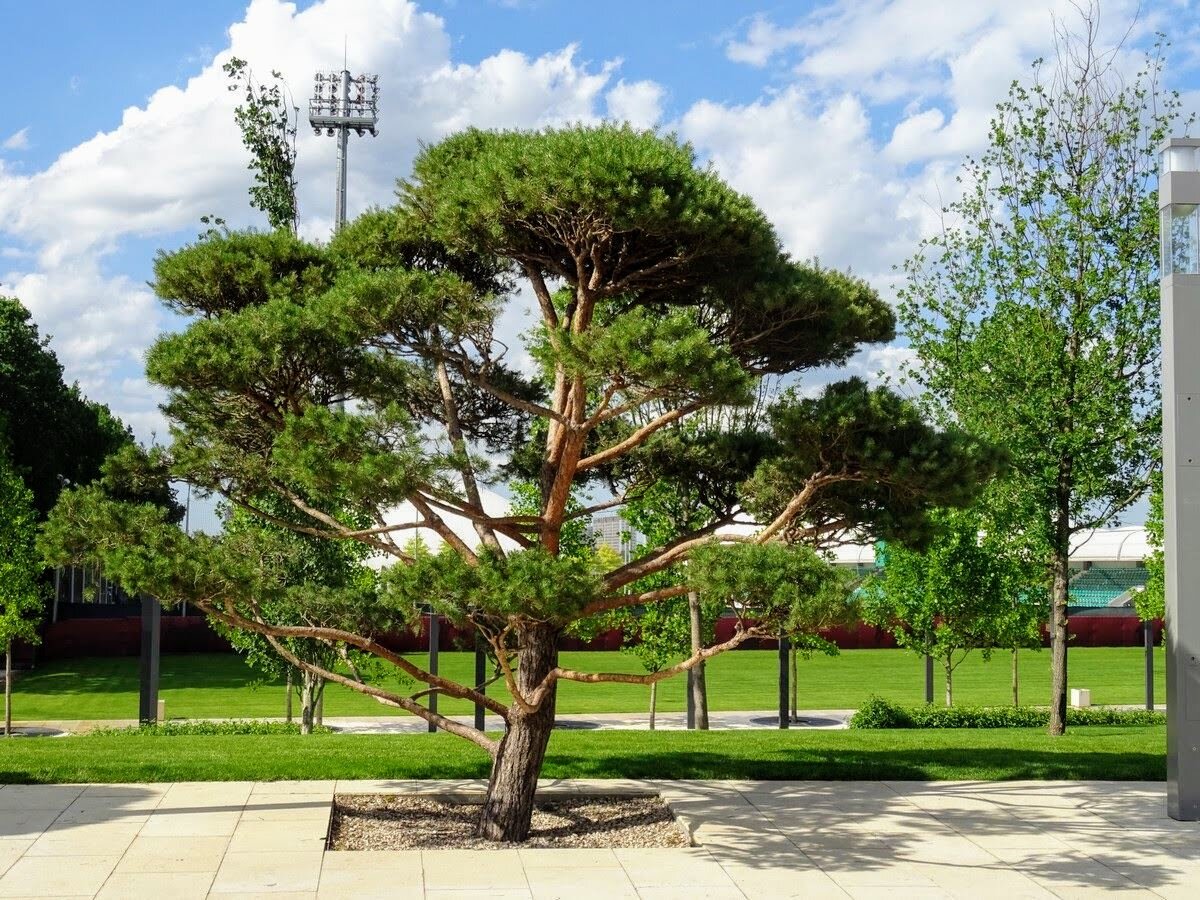 Хвойные краснодар. Сосна Коха. Pinus kochiana. Кавказская Горная сосна. Сосна на Кавказе.