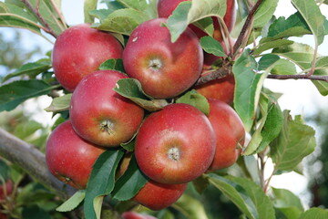 Секреты урожая яблок от наших читателей (возьмите на заметку)