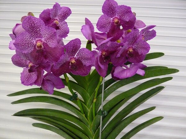 Орхидея Ванда: уход в домашних условиях за прекрасным растением