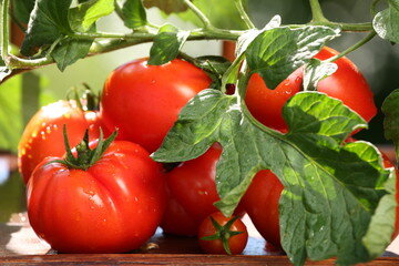 Дедовская бражка для урожая помидор (рецепт нашего подписчика)
