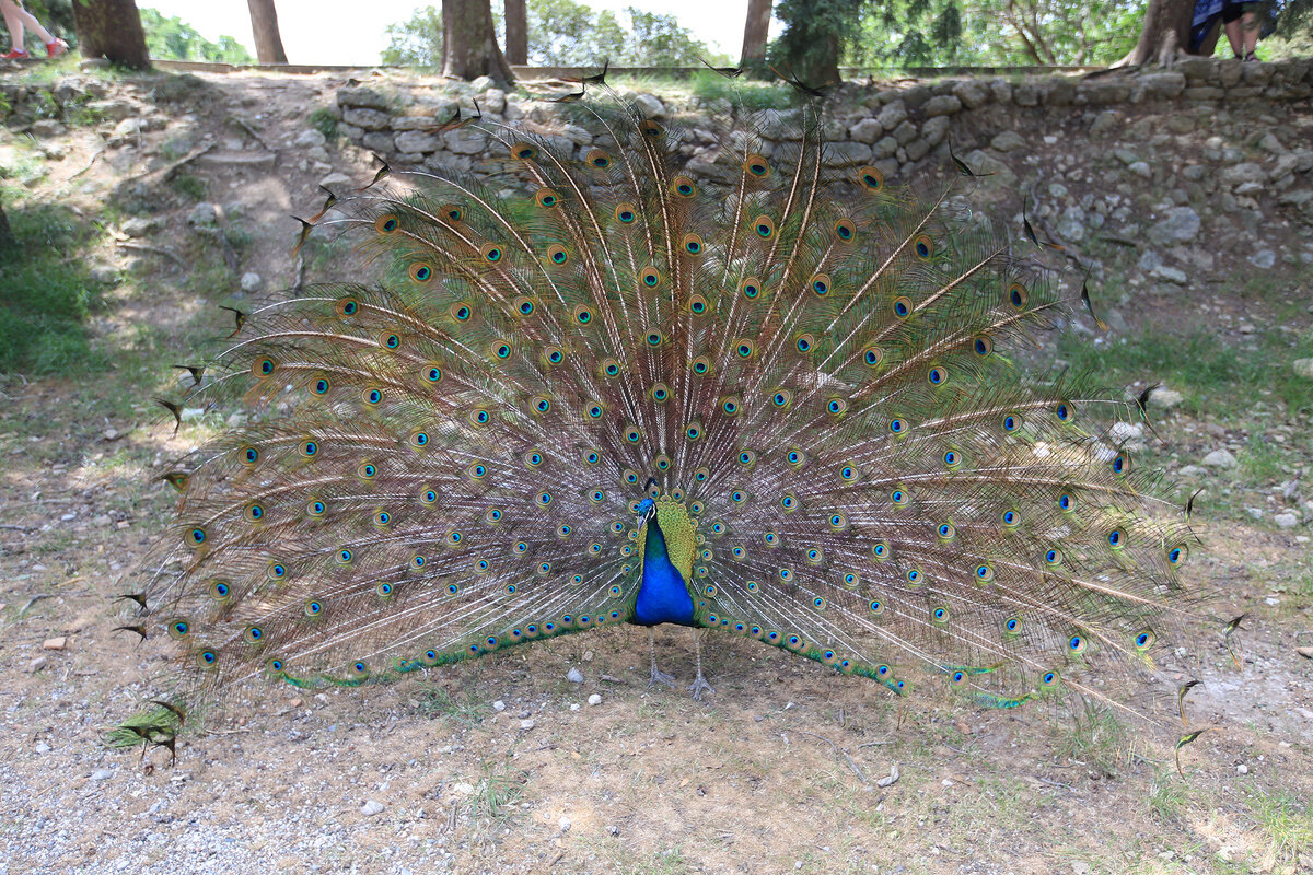 Яркий павлин, холм Филеримос, о. Родос