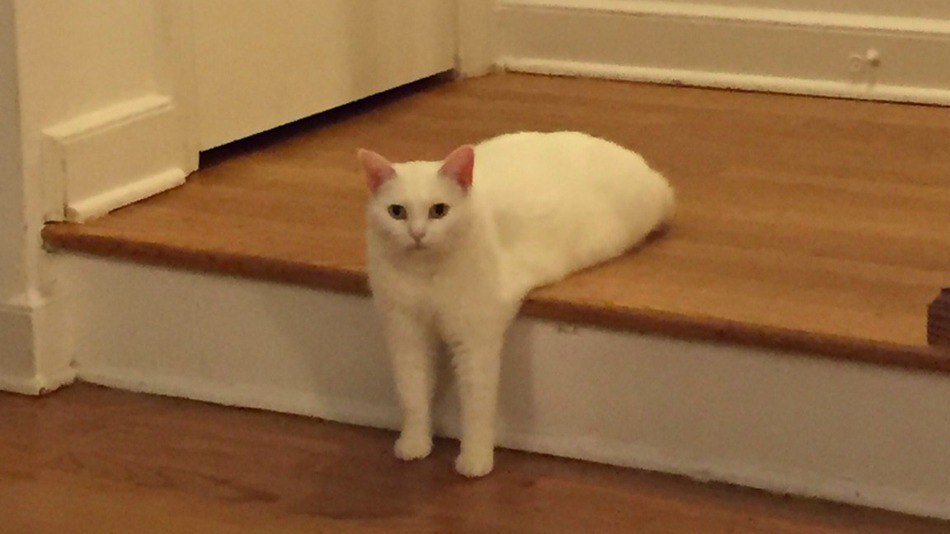 Котики плохого не посоветуют - ляг и лежи, человек!