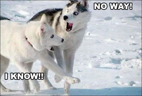 - Не может быть! - Я знаю!!