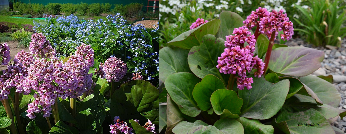 Цветы многолетние — 50 фото неприхотливых растений для дачи