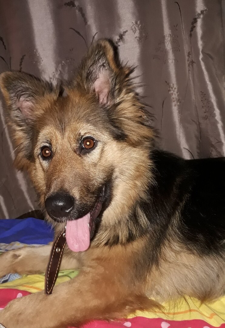 Для меня конец 2018-го года был ужасен, скоропостижно скончалась моя Васенька. Отдав все ее вещи Юле, с указанием отдать в приют, я сказала что больше никогда никакой собаки в моем доме не будет. Прорыдав двое суток, прислушиваясь и не слыша привычного цокота в квартире я сходила с ума. У меня нарушился выработанный годами цикл "гулять-кормить". Я не могла смотреть на собачников без наворачивающихся на глаза слез. Я поняла что не могу без собаки. Решила что буду потихоньку подыскивать для себя "немку-лохмачку". О чем оповестила ОвчарКоманду и Юлю. Думала посмотрю, повыбираю, подумаю. Но судьба распорядилась иначе. В понедельник днем Юля скидывала мне обьявления с Авито с лохмачами, среди них было обьявление о пристройстве немки с Петрозаводска. Мне собака глянулась и я решила позвонить узнать, да фотки попросить, подумать... Оказалось собака сидит одна в ангаре, ее кормят, приходят погулять и все. Далее события разворачивались стремительно, опять-же, благодаря Юле. Мы находим попутную машину, и в два часа ночи вторника встречаем худенького, пахучего, нечесанного напуганного ребенка. В общем, мы отьелись немного, причесались, учимся хорошим манерам и отучаемся уничтожать мебель и обувь. Знакомьтесь, Есения. Она-же Яся, она-же Сеня. Мадам с паспортом и питерской пропиской