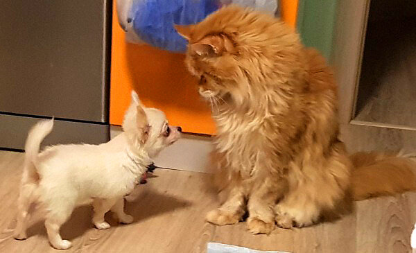 Автор фото и идеи рассказа - Елена Тужилкина (www.facebook.com/vorotnova).