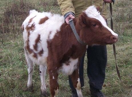 Тут наша дружба с Музыкой Ветра только начинается. И мы ещё и не догадывались, как много радости и молока нам принесёт этот телёночек)