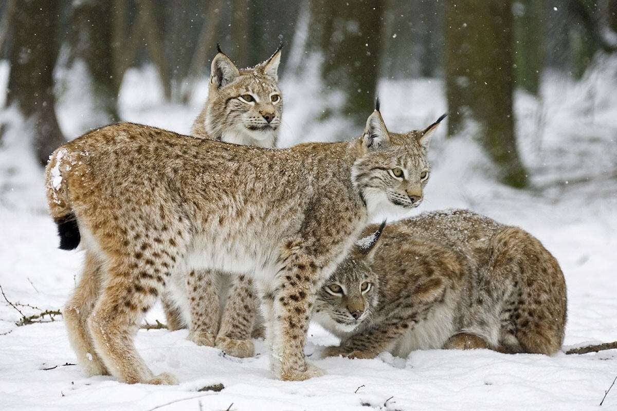 Рысь в москве. Рысь Линкс. Lynx Lynx Евразийская Рысь. Евроазиатская (обыкновенная) Рысь. Рысь Сибирская Евроазиатская.