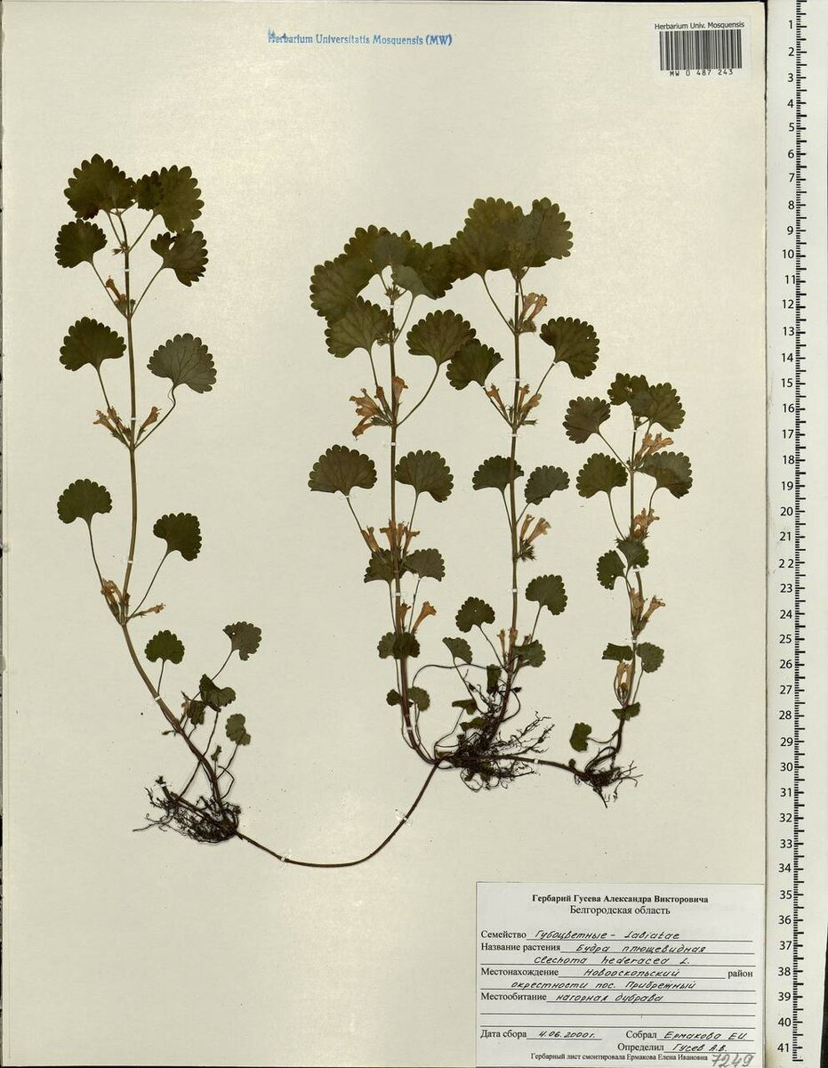 Будра гербарий