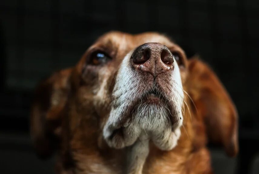 Фото: pixabay.com