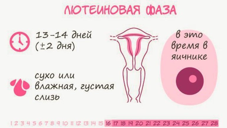Нефертильный день это. Менструальный цикл. Цикл менструационного цикла. Менструальный цикл схема. Лютеиновой фазы цикла.