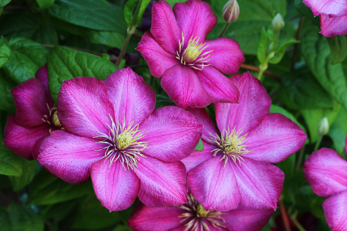 Самые красивые сорта клематиса | Светлана Свечникова | Дзен