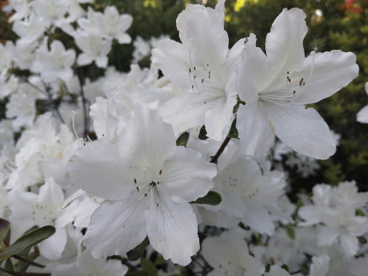 рододендрон ударение в слове