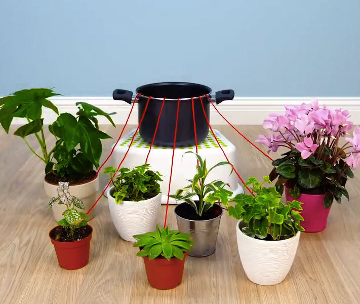 Комнатные растения без полива. Как оставить цветок. Автополив для фиалок. Автополив для комнатных цветов. Горшечные цветы.