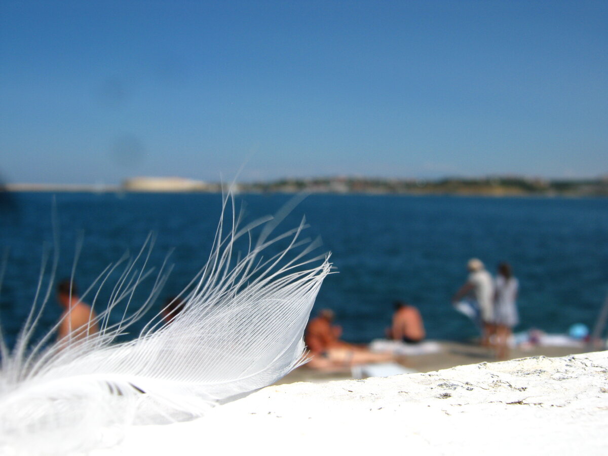 Белый и прекрасный лебедь при ближайшем рассмотрении - всего лишь птица, обычная  утка...