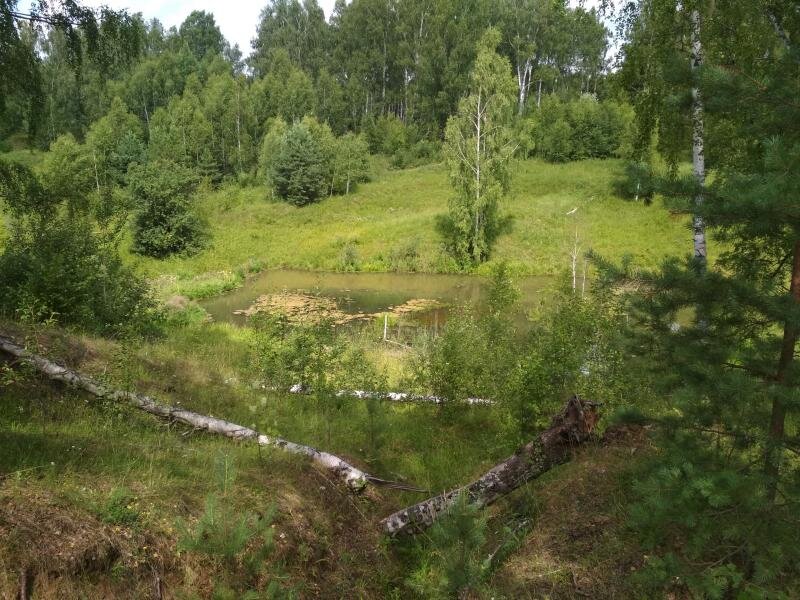 Та самая запруда, которую соорудили бобры