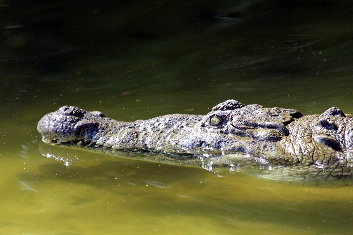 Крокодил в водоеме. Остров Рамри крокодилы. Острорылый крокодил. Болото на остров Рамри. Гребнистый крокодил Рамри.