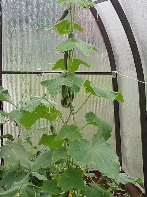 Огурцы в поликарбонатной теплице