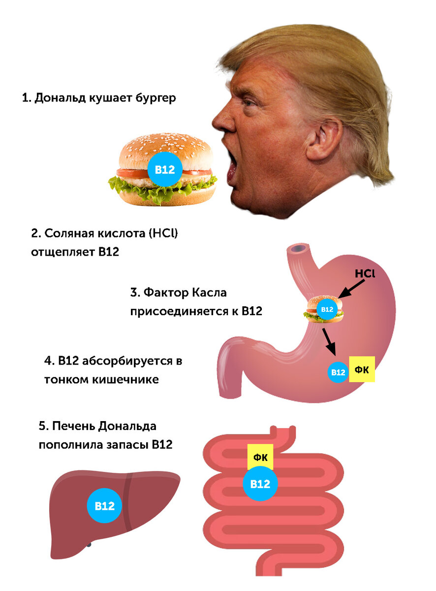 Автор не ручается за анатомическую точность иллюстрации