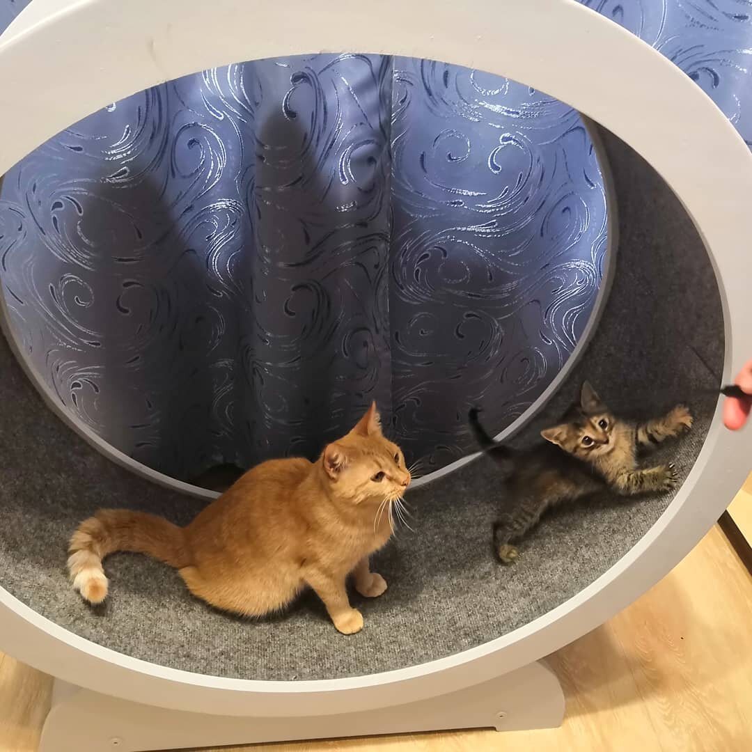 Тренажер для кошек и котов!!!