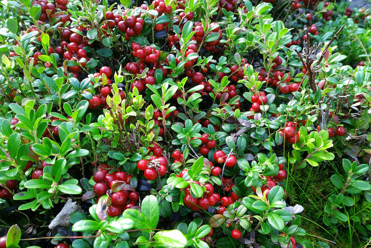 Реликтовый и очень полезный - кустарник брусники