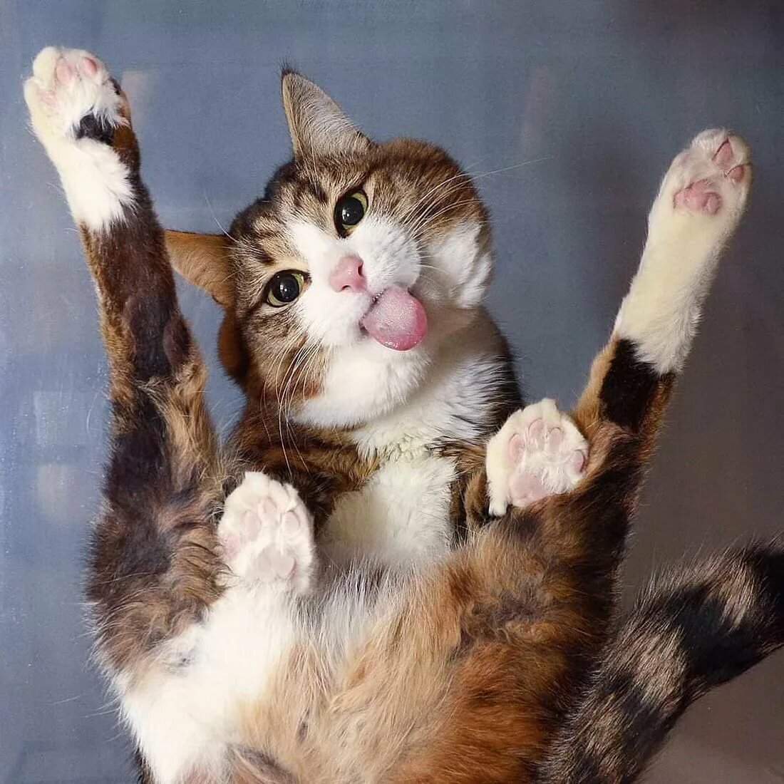 50 очень смешных снимков котов: эти пушистые хулиганы стали звездами сети