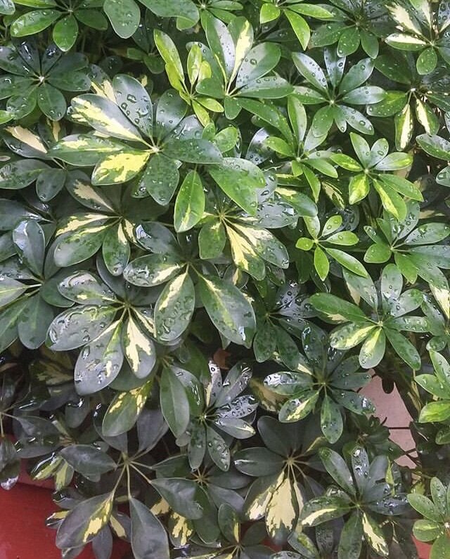 Шеффлера - окрас листьев (фото)