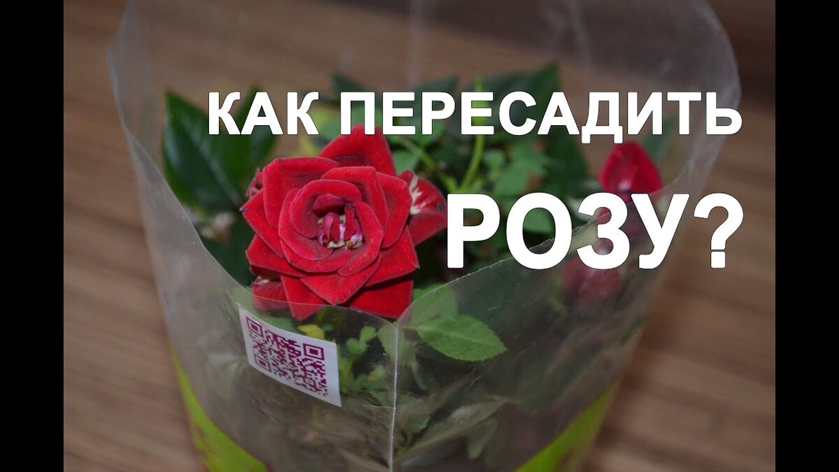 Сегодня хочу подробно рассказать, как правильно пересадить розу.. Если вы читаете мою статью то, возможно, вы уже пересаживали розу с неудачным опытом или вы новичок в этом непростом деле.. Если из горшка, то статья не про это, может быть напишу в следующий раз, хочу поделиться секретом пересадки с одного места на другое садовой розы..