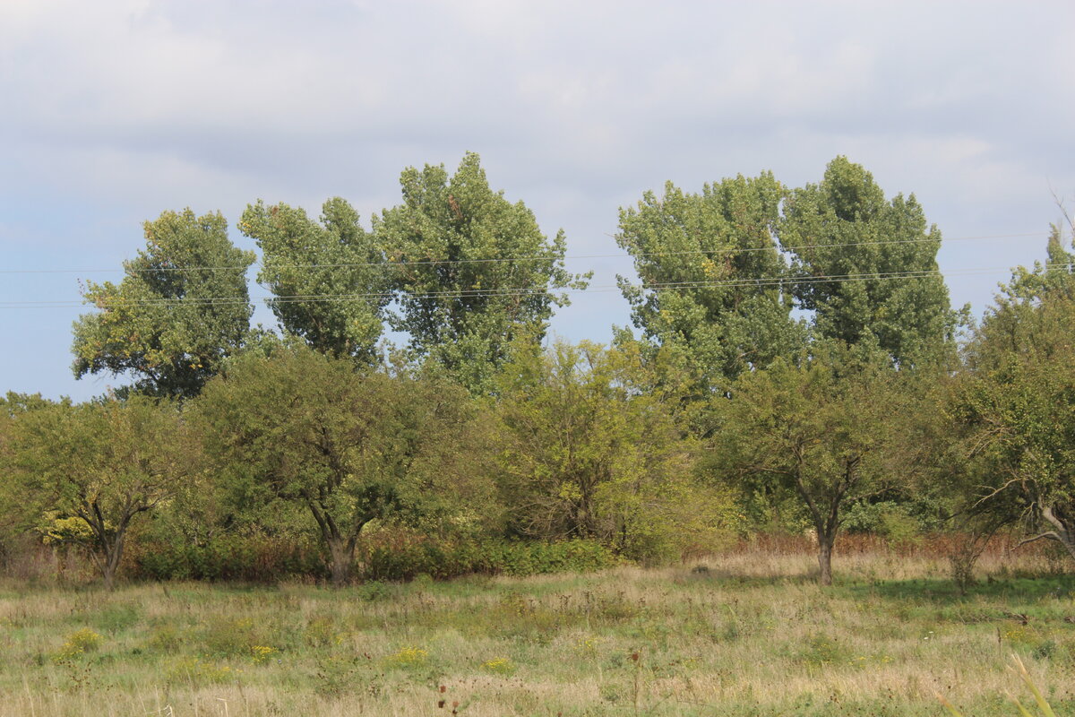 Стареют сады на Садовом.