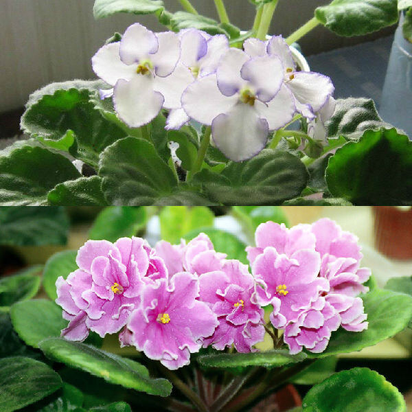 Фото взято с сайта https://cvetoshki.ru